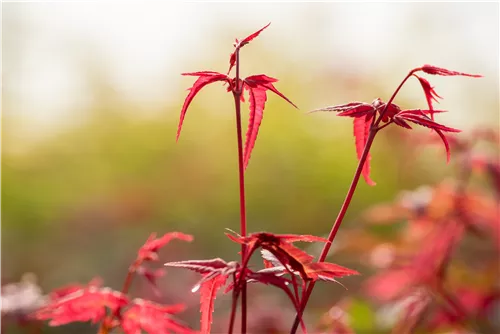 Roter Fächerahorn 'Beni Maiko' - Acer palmatum 'Beni-maiko'