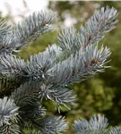 Silberfichte 'Hoopsii' - Picea pungens 'Hoopsii'