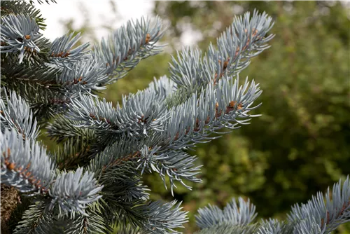 Silberfichte 'Hoopsii' - Picea pungens 'Hoopsii'