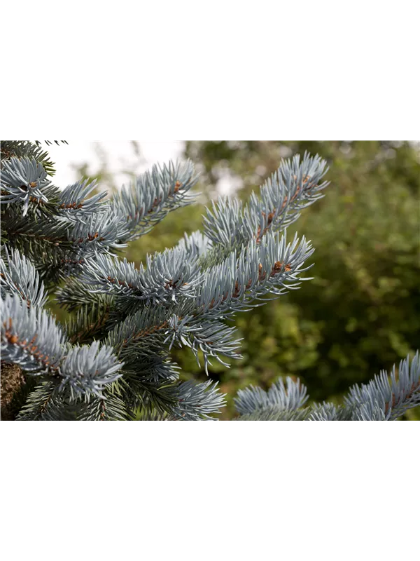 Silberfichte 'Hoopsii' - Picea pungens 'Hoopsii'