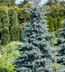 Silberfichte 'Hoopsii' - Picea pungens 'Hoopsii'