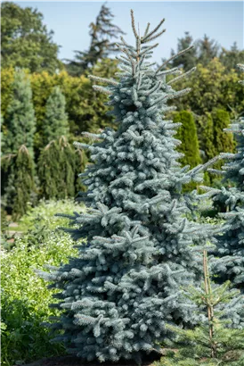 Silberfichte 'Hoopsii' - Picea pungens 'Hoopsii'