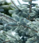 Silberfichte 'Hoopsii' - Picea pungens 'Hoopsii'