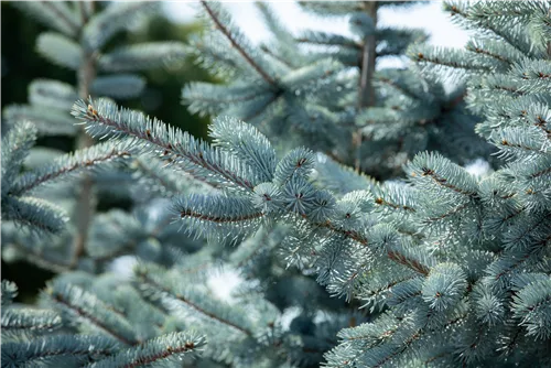 Silberfichte 'Hoopsii' - Picea pungens 'Hoopsii'