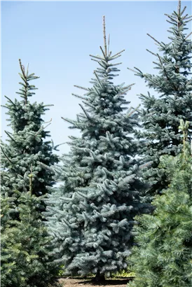 Silberfichte 'Hoopsii' - Picea pungens 'Hoopsii'