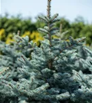 Silberfichte 'Hoopsii' - Picea pungens 'Hoopsii'