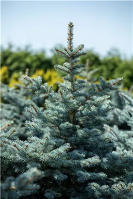 Silberfichte 'Hoopsii' - Picea pungens 'Hoopsii'