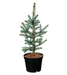 Silberfichte 'Hoopsii' - Picea pungens 'Hoopsii'