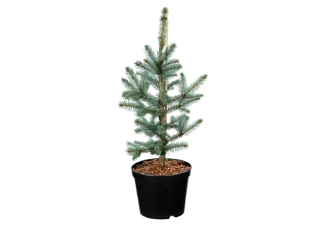 Picea pungens 'Hoopsii' - Silberfichte 'Hoopsii'