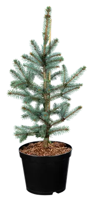 Silberfichte 'Hoopsii' - Picea pungens 'Hoopsii'