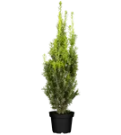 Fruchtende Bechereibe 'Hicksii' - Taxus media 'Hicksii'