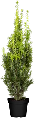 Fruchtende Bechereibe 'Hicksii' - Taxus media 'Hicksii'