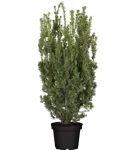 Fruchtende Bechereibe 'Hicksii' - Taxus media 'Hicksii'