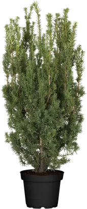 Fruchtende Bechereibe 'Hicksii' - Taxus media 'Hicksii'