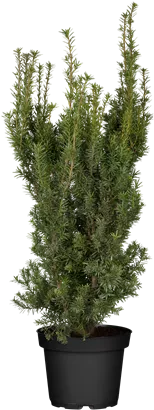 Fruchtende Bechereibe 'Hicksii' - Taxus media 'Hicksii'