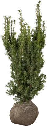 Fruchtende Bechereibe 'Hicksii' - Taxus media 'Hicksii'