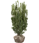 Fruchtende Bechereibe 'Hicksii' - Taxus media 'Hicksii'