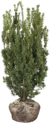 Fruchtende Bechereibe 'Hicksii' - Taxus media 'Hicksii'