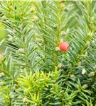 Fruchtende Bechereibe 'Hicksii' - Taxus media 'Hicksii'