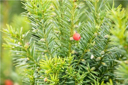 Fruchtende Bechereibe 'Hicksii' - Taxus media 'Hicksii'