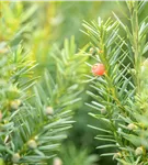 Fruchtende Bechereibe 'Hicksii' - Taxus media 'Hicksii'