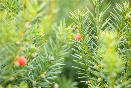 Fruchtende Bechereibe 'Hicksii' - Taxus media 'Hicksii'