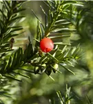 Fruchtende Bechereibe 'Hicksii' - Taxus media 'Hicksii'