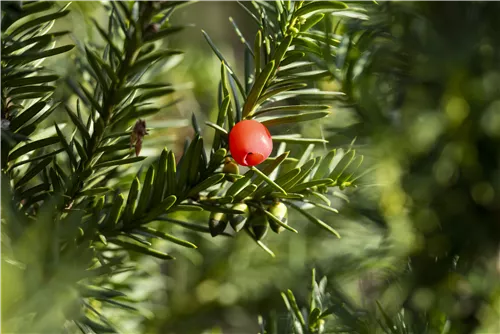 Fruchtende Bechereibe 'Hicksii' - Taxus media 'Hicksii'