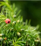 Fruchtende Bechereibe 'Hicksii' - Taxus media 'Hicksii'