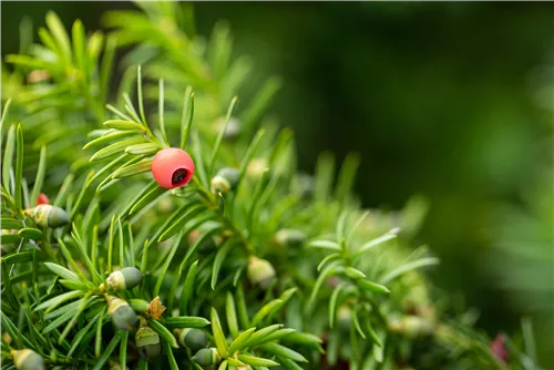 Fruchtende Bechereibe 'Hicksii' - Taxus media 'Hicksii'