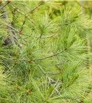 Hänge-Seidenkiefer - Pinus strobus 'Pendula'