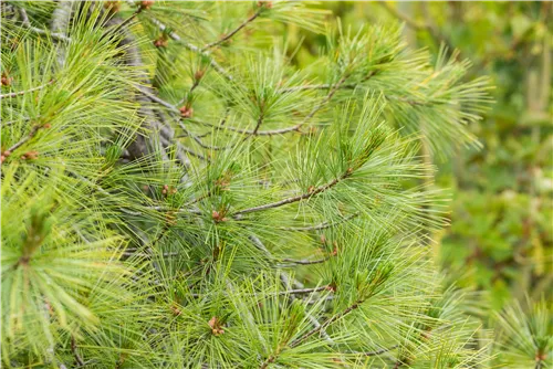 Hänge-Seidenkiefer - Pinus strobus 'Pendula'