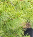 Hänge-Seidenkiefer - Pinus strobus 'Pendula'