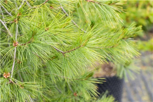 Hänge-Seidenkiefer - Pinus strobus 'Pendula'