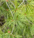 Hänge-Seidenkiefer - Pinus strobus 'Pendula'