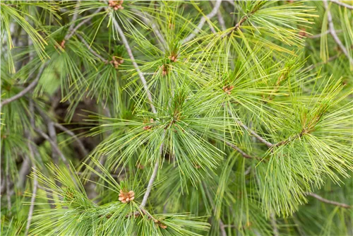 Hänge-Seidenkiefer - Pinus strobus 'Pendula'