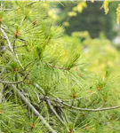 Hänge-Seidenkiefer - Pinus strobus 'Pendula'