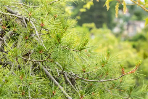 Hänge-Seidenkiefer - Pinus strobus 'Pendula'