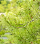 Hänge-Seidenkiefer - Pinus strobus 'Pendula'