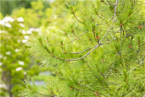 Hänge-Seidenkiefer - Pinus strobus 'Pendula'