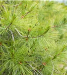 Hänge-Seidenkiefer - Pinus strobus 'Pendula'