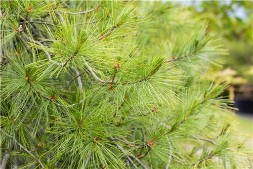 Hänge-Seidenkiefer - Pinus strobus 'Pendula'