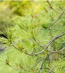 Hänge-Seidenkiefer - Pinus strobus 'Pendula'