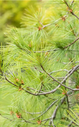 Pinus strobus 'Pendula'