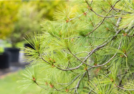 Pinus strobus 'Pendula' - Hänge-Seidenkiefer