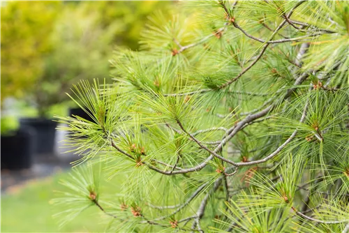 Hänge-Seidenkiefer - Pinus strobus 'Pendula'