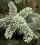 Blaufichte 'Koster' - Picea pungens 'Koster'