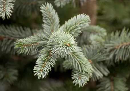 Picea pungens 'Koster' - Blaufichte 'Koster'