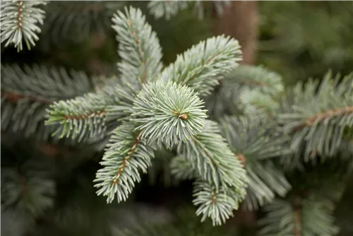 Blaufichte 'Koster' - Picea pungens 'Koster'