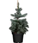 Blaufichte 'Koster' - Picea pungens 'Koster'